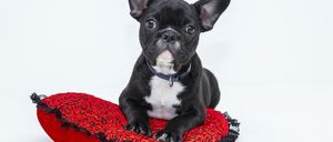 Bild enthält, Animal, Bulldog, Canine, Dog, French Bulldog, Mammal, Pet