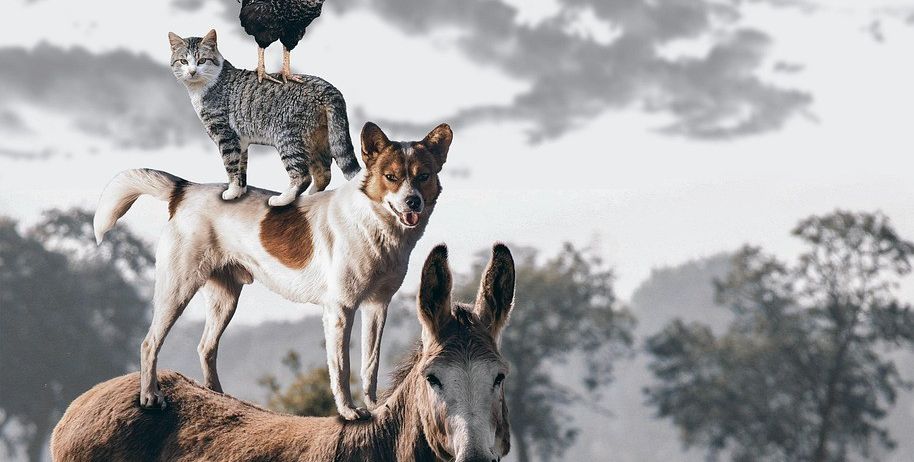 Ein Hahn, eine Katze und ein Hund stehen auf einem Esel in einem Feld mit nebligen Bäumen im Hintergrund.