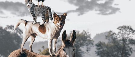 A rooster, cat, and dog are stacked atop a donkey in a field with foggy trees in the background.