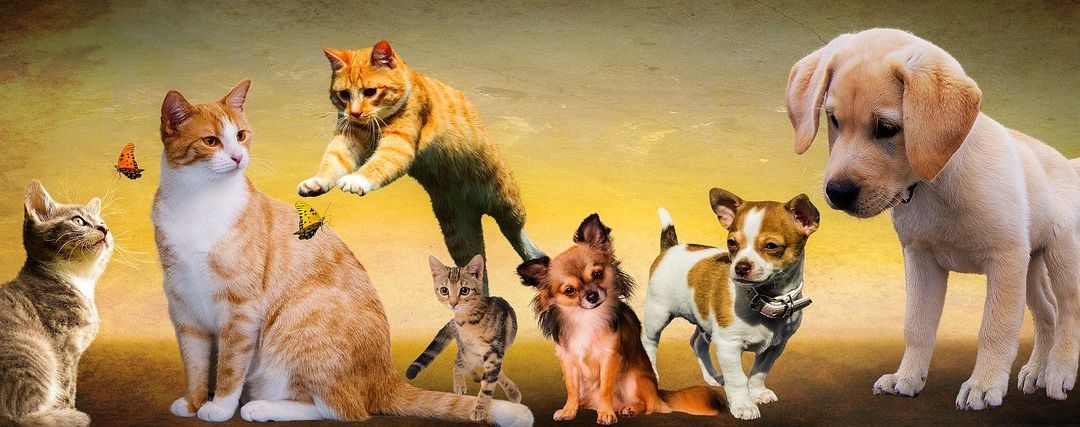 Bild enthält, Animal, Canine, Dog, Mammal, Pet, Cat