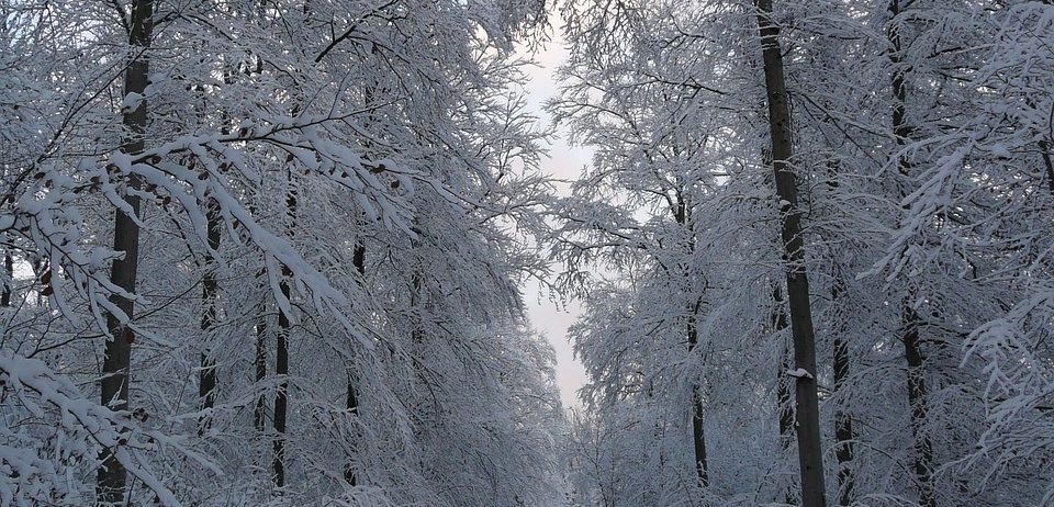 Bild enthält, Vegetation, Tree, Nature, Outdoors, Scenery, Landscape, Land, Woodland, Weather, Path