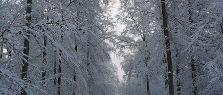 Bild enthält, Vegetation, Tree, Nature, Outdoors, Scenery, Landscape, Land, Woodland, Weather, Path