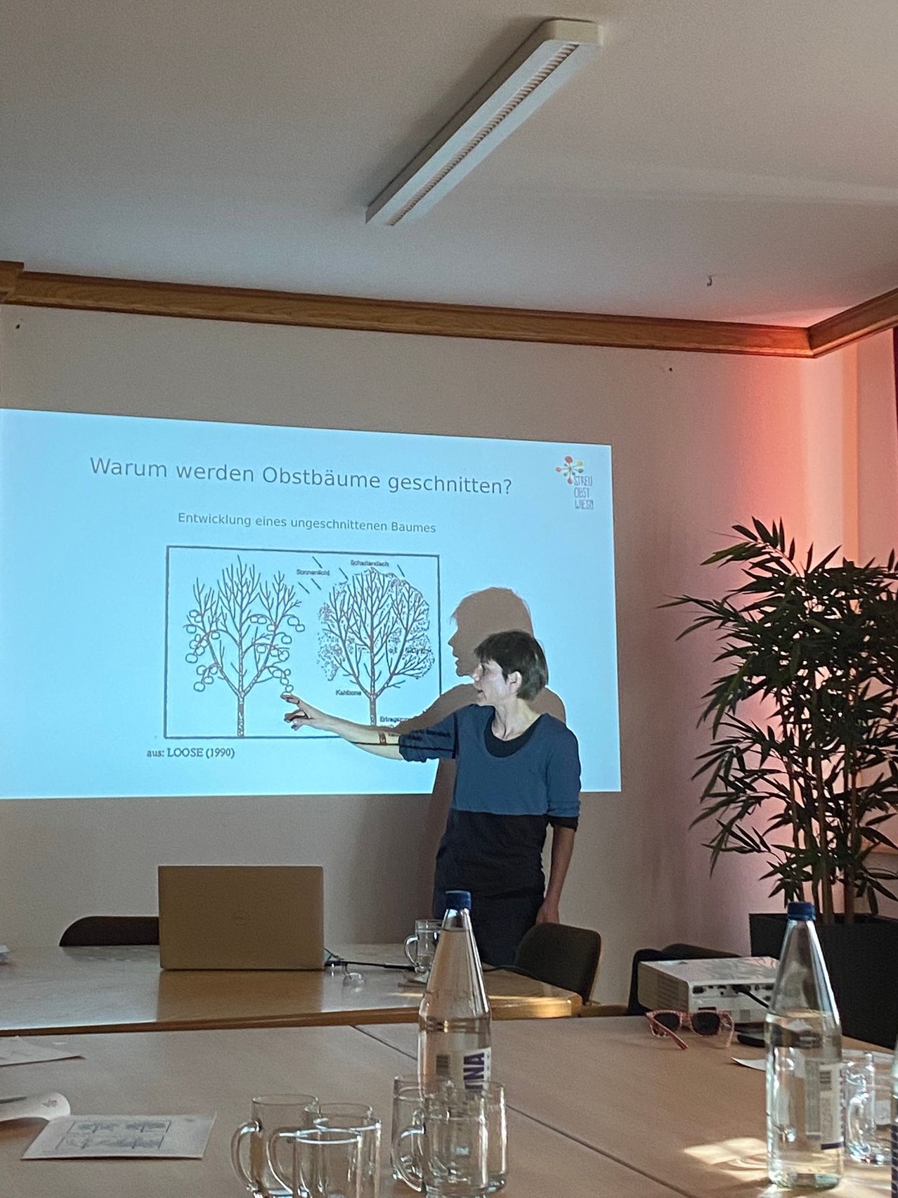 Eine Frau präsentiert ein Diagramm zur Baumentwicklung auf einer Projektionsleinwand. Das Diagramm vergleicht einen beschnittenen und einen unbeschnittenen Baum. Der Projektor befindet sich in einem Konferenzraum mit einer Pflanze und einem Tisch.