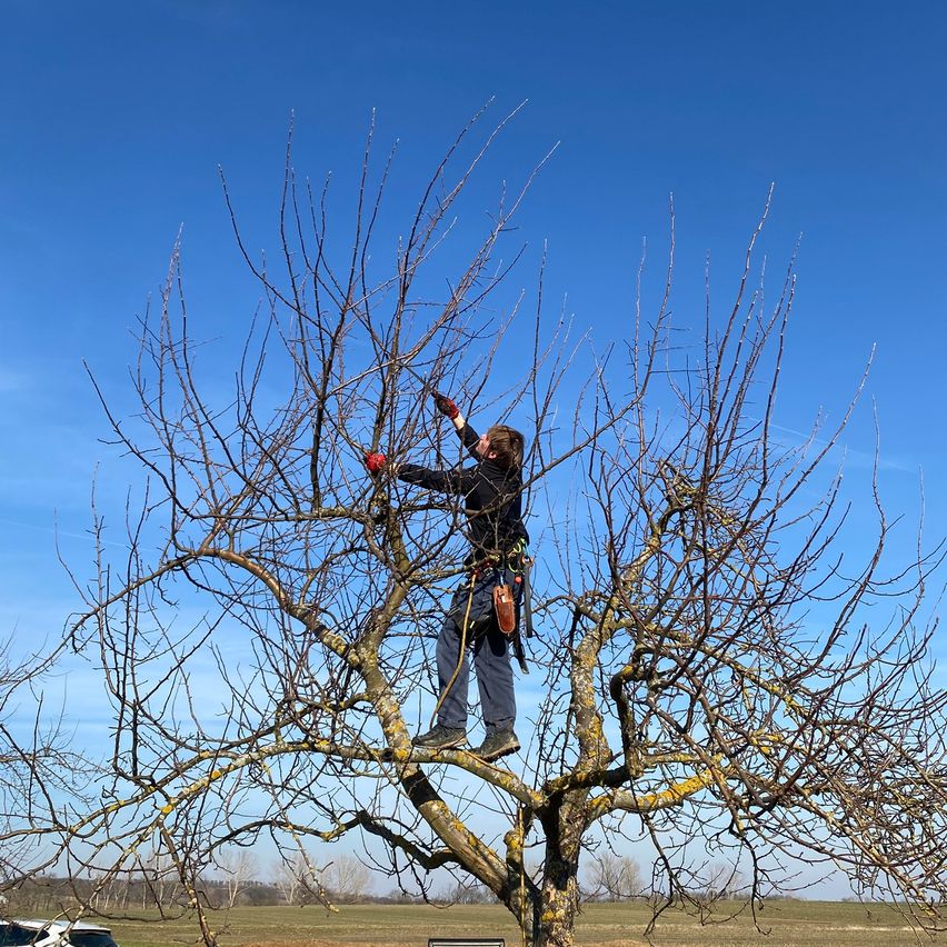 Eine Person steht auf einem Ast, trägt Handschuhe und einen Gürtel und hält ein Werkzeug. Der Baum ist kahl, und der Himmel ist blau. Ein Auto ist in der Ferne geparkt.