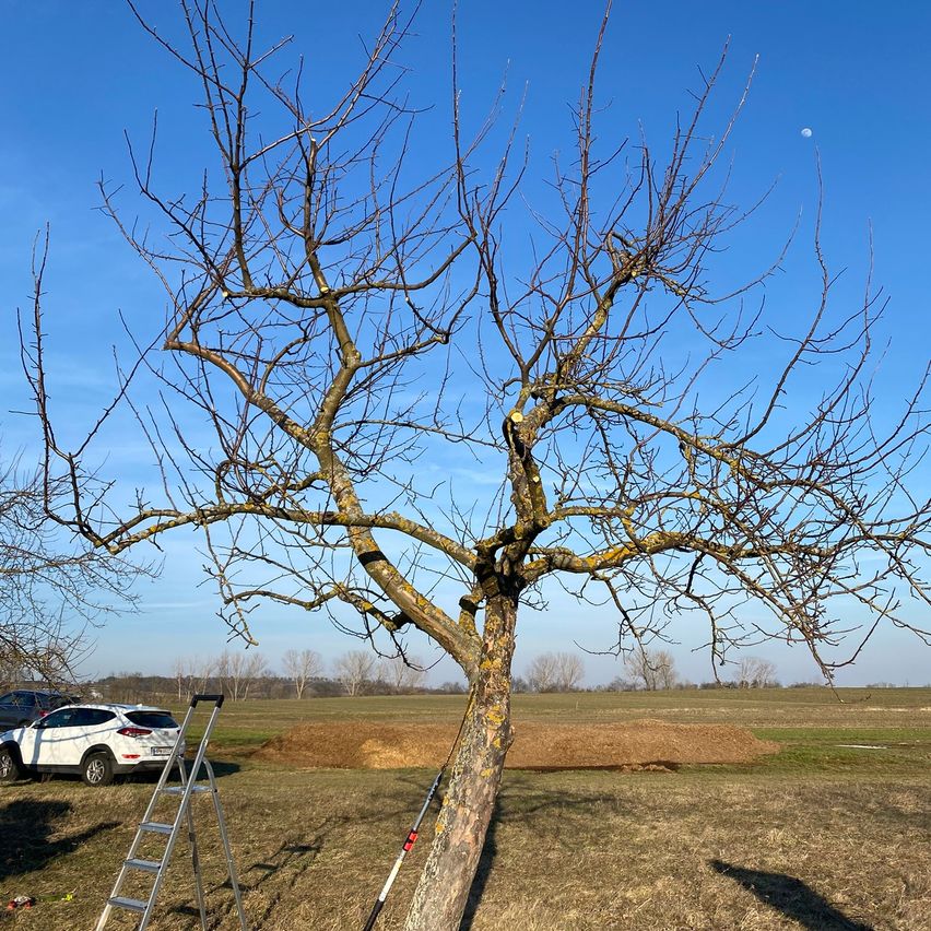 Ein laubloser Baum wird in einem Feld unter blauem Himmel mit einer Leiter beschnitten. Ein Auto ist in der Nähe geparkt.