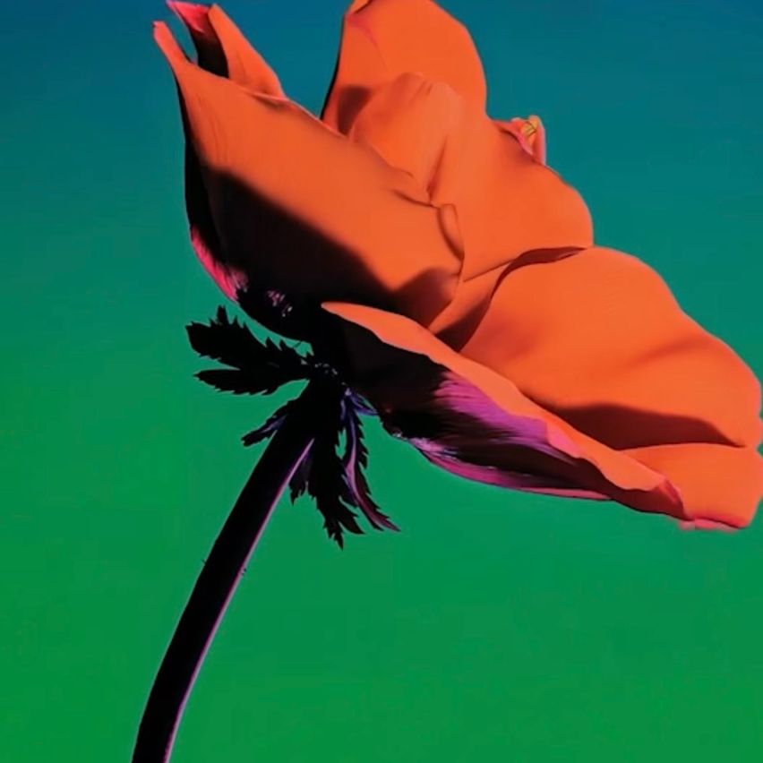 Eine leuchtend orange Blume mit mehreren Blütenblättern, die vor einem grünen Hintergrund präsentiert wird. Die Blume ist leicht geöffnet und zeigt am Ansatz Anzeichen von Lila.