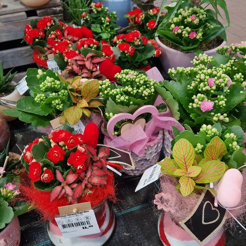 Bild enthält, Flower, Flower Arrangement, Flower Bouquet, Plant, Geranium, Rose, Potted Plant, Ikebana