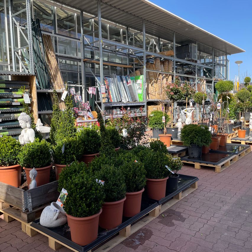Bild enthält, Plant, Potted Plant, Cookware, Pot, Person, Building, Market, Urban, Garden, City
