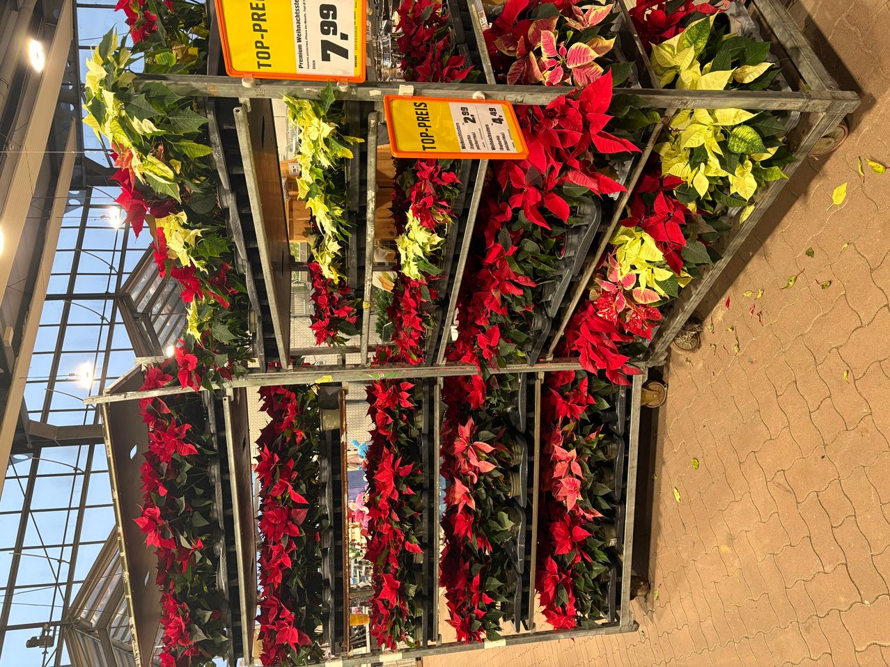 A store with a top shelf displaying premium poinsettias in various colors, including red and yellow, with price tags in yellow and orange.