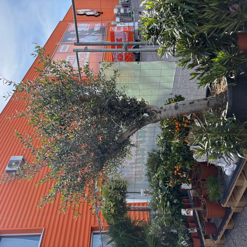 A red building has a tree in front of it. There are potted plants and orange trees nearby. A metal fence is present.