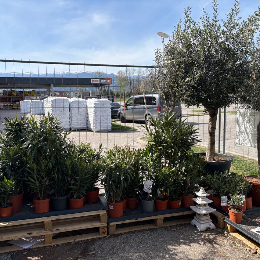 A garden display of potted plants, including a tall olive tree, is set up in front of a metal fence. A gas station is in the background with a van parked outside.