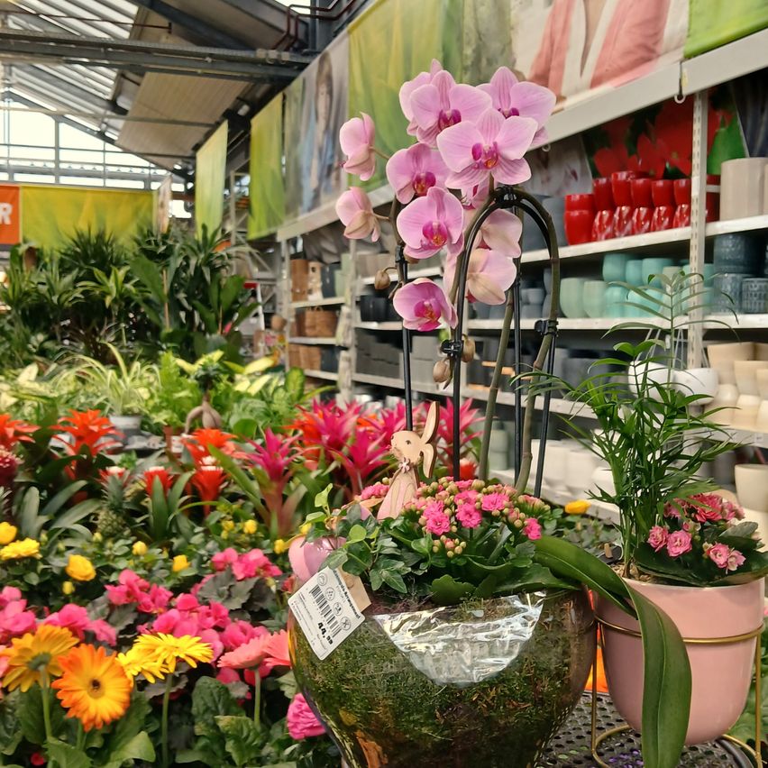 Ein Blumenladen mit einer Vielzahl von Blumen, einschließlich rosa Orchideen in durchsichtigen Glasvasen. Der Laden hat ein modernes Erscheinungsbild mit Metallregalen und einer weißen Decke.