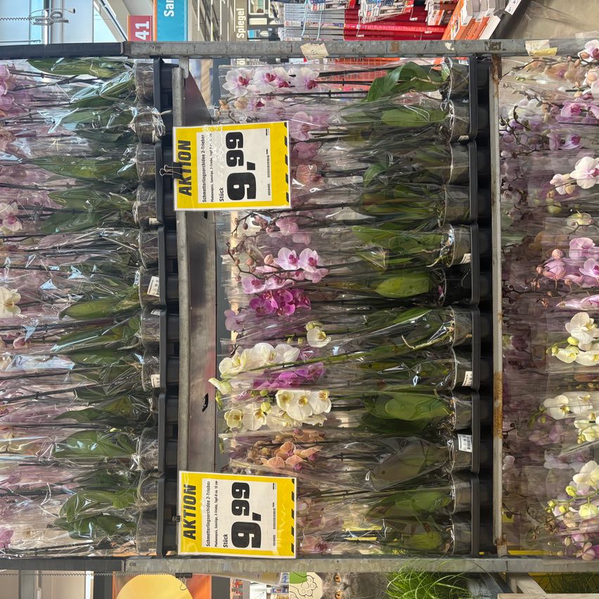 A supermarket aisle with orchids on sale, each bouquet priced at 9.99 euros, arranged in clear plastic containers.