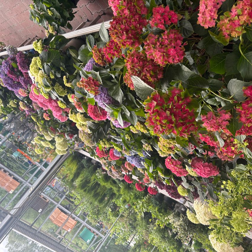 An assortment of vibrant flowers, including red, pink, and yellow hydrangeas, hang from a wall in a greenhouse.
