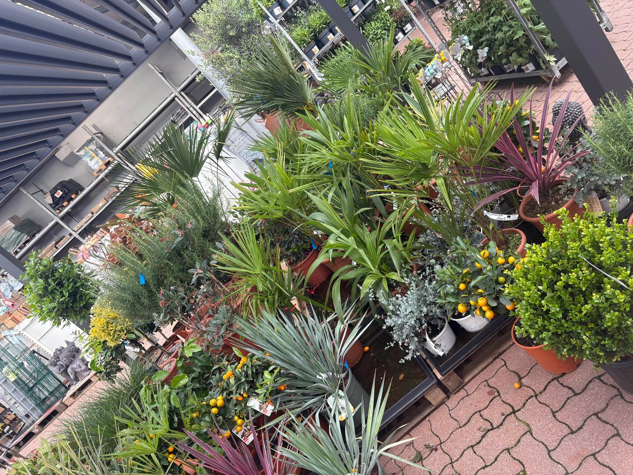 A greenhouse display with various potted plants including palms, citrus trees, and succulents. The plants are arranged in rows on a tiled floor.