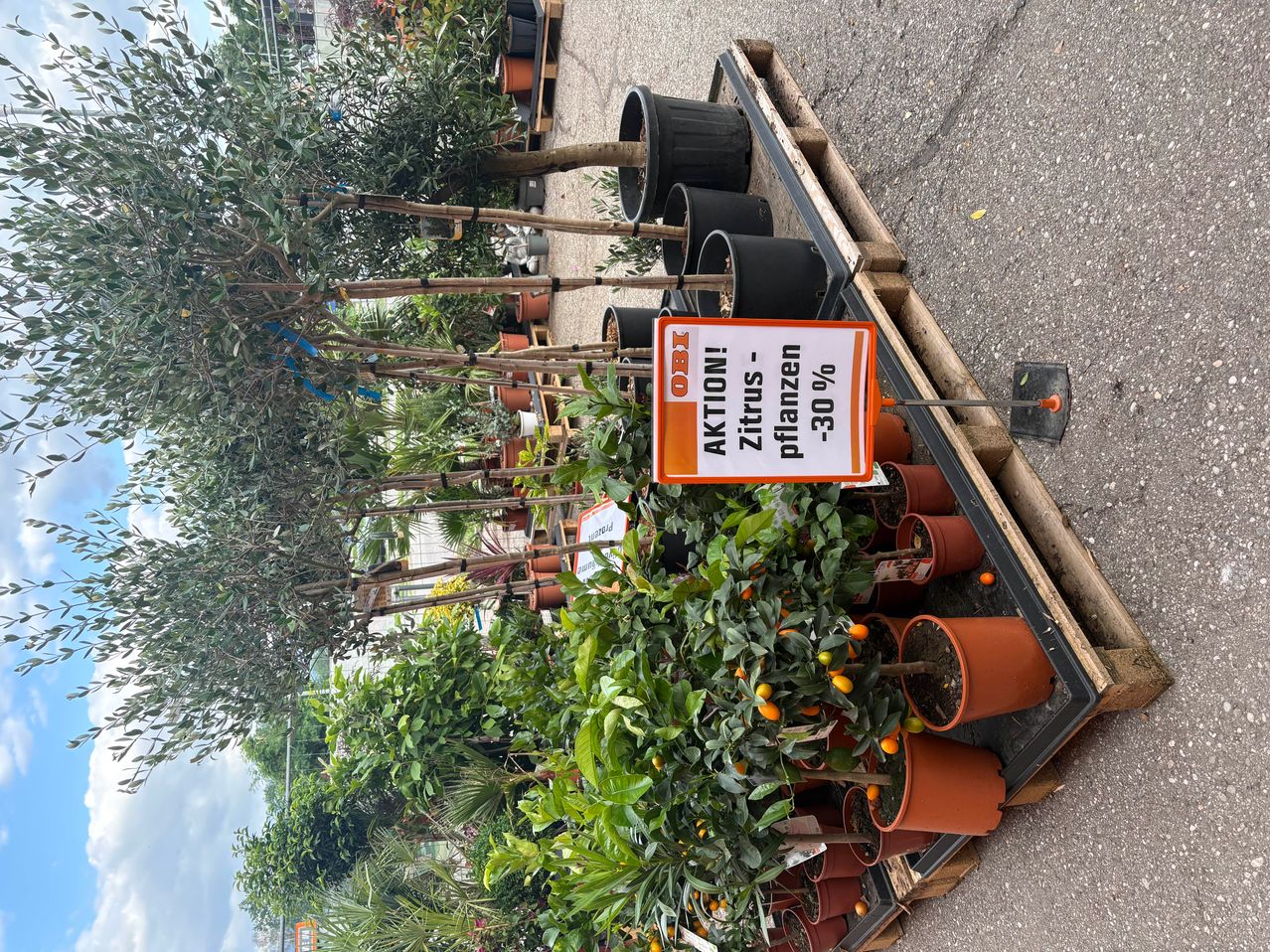 Eine Gartenausstellung mit Topfpflanzen, darunter Zitrusbäume, auf einem Holzpalette. Ein Schild weist auf einen Verkauf mit 30% Rabatt auf Zitruspflanzen hin.