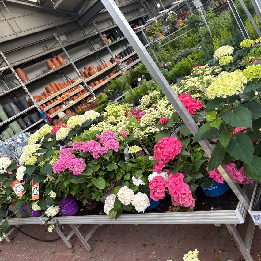 Ein Gewächshaus gefüllt mit verschiedenen Topfpflanzen, einschließlich pinker, weißer und grüner Blumen. Im Hintergrund befinden sich Regale mit Tontöpfen.