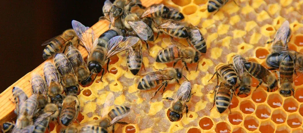 Mehrere Honigbienen ruhen auf einem Bienenwaben mit sechseckigen Zellen. Sie haben gestreifte Körper und sind mit verschiedenen Aktivitäten beschäftigt.