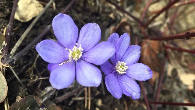 Zwei violette Blumen mit grünen Stielen wachsen auf dem Boden.