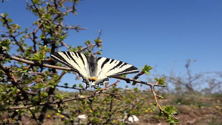 Ein Schmetterling mit schwarzen und weißen gestreiften Flügeln sitzt auf einem Ast. Der Baum hat grüne Blätter und ist von einem blauen Himmel umgeben.