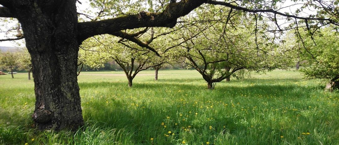 Ein Feld mit grünem Gras und gelben Blumen ist von mehreren Apfelbäumen mit grünen Blättern und braunen Ästen umgeben. Die Sonne scheint hell und wirft Schatten auf den Boden.