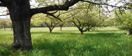 Ein Feld mit grünem Gras und gelben Blumen ist von mehreren Apfelbäumen mit grünen Blättern und braunen Ästen umgeben. Die Sonne scheint hell und wirft Schatten auf den Boden.