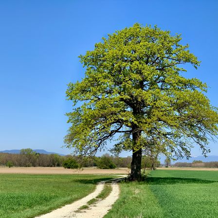 Ein großer Baum mit grünen Blättern steht allein auf einem Feld unter einem klaren blauen Himmel, mit Bergen in der Ferne.