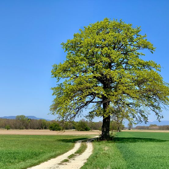 Ein großer Baum mit grünen Blättern steht allein auf einem Feld unter einem klaren blauen Himmel, mit Bergen in der Ferne.