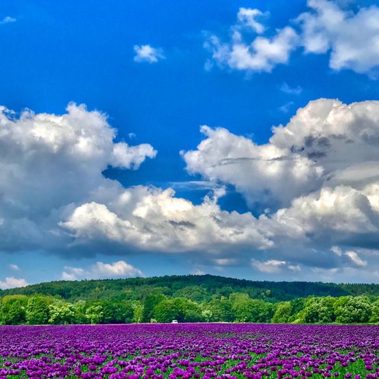 Ein weites Feld mit lila Tulpen unter einem blauen Himmel mit weißen Wolken. Grüne Hügel und Bäume umgeben das Feld.