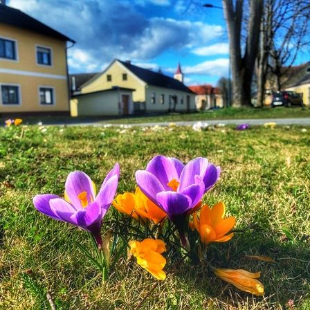 Ein sonniger Frühlingstag, Krokusse blühen im Vordergrund, Häuser im Hintergrund.