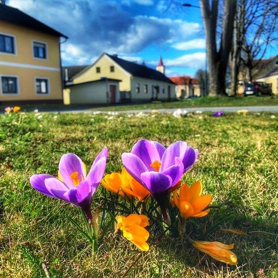 Ein sonniger Frühlingstag, Krokusse blühen im Vordergrund, Häuser im Hintergrund.