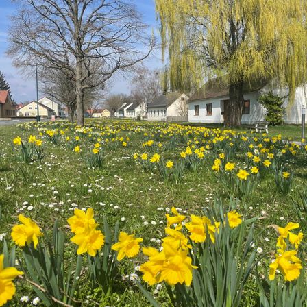 Ein Feld mit blühenden gelben Narzissen, einem Weidenbaum und mehreren weißen Häusern im Hintergrund an einem sonnigen Tag.