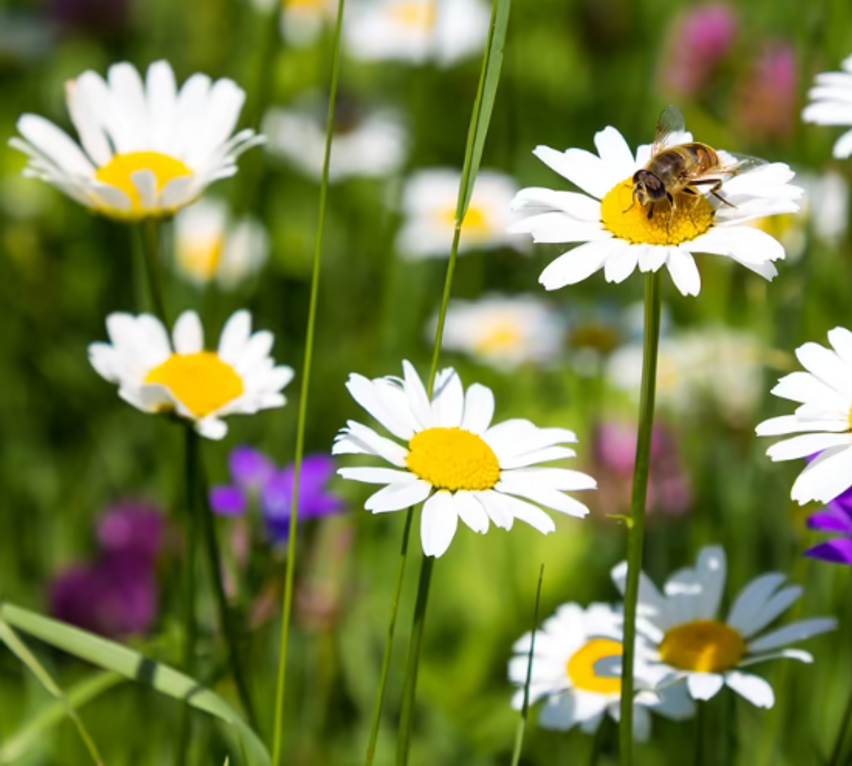 Bild enthält, Daisy, Flower, Petal, Anemone, Pollen, Apidae, Bee, Honey Bee, Bumblebee, Wasp