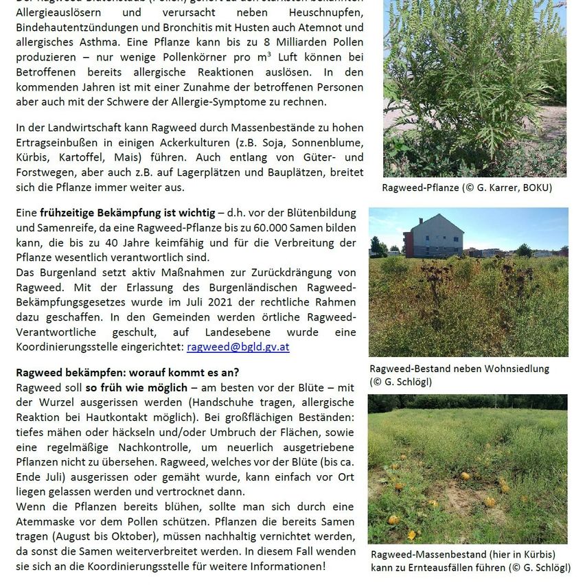 Ragweed löst Allergene aus und verursacht Heuschnupfen, Niesen, verstopfte Nase, Asthma und Bronchitis. Eine Pflanze kann bis zu 8 Millionen Pollen produzieren. Ragweed kann zu massiven Befall in der Landwirtschaft führen. Ragweed breitet sich entlang von Straßen und Schienen aus. Frühzeitige Bekämpfung ist wichtig. Ragweed kann durch frühzeitiges Schneiden oder Mähen bekämpft werden.