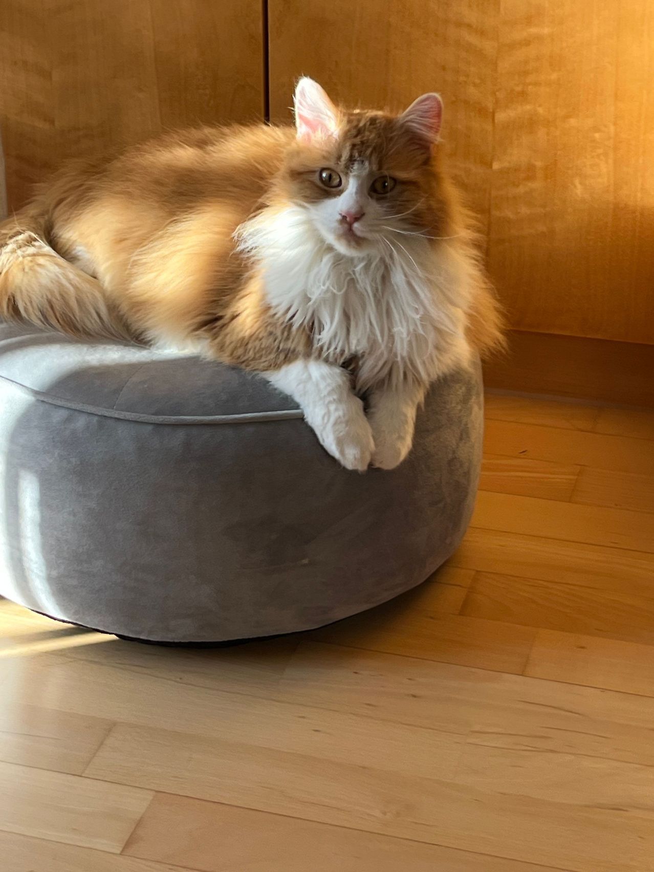 Eine flauschige orange-weiße Katze liegt entspannt auf einem grauen Kissen und wirkt zufrieden, mit Sonnenlicht, das die Szene beleuchtet.