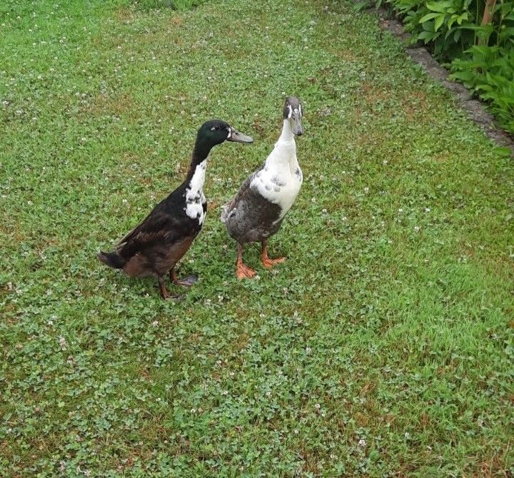 Zwei Enten stehen auf dem Rasen. Die Ente auf der linken Seite ist schwarz und weiß, die auf der rechten Seite grau.