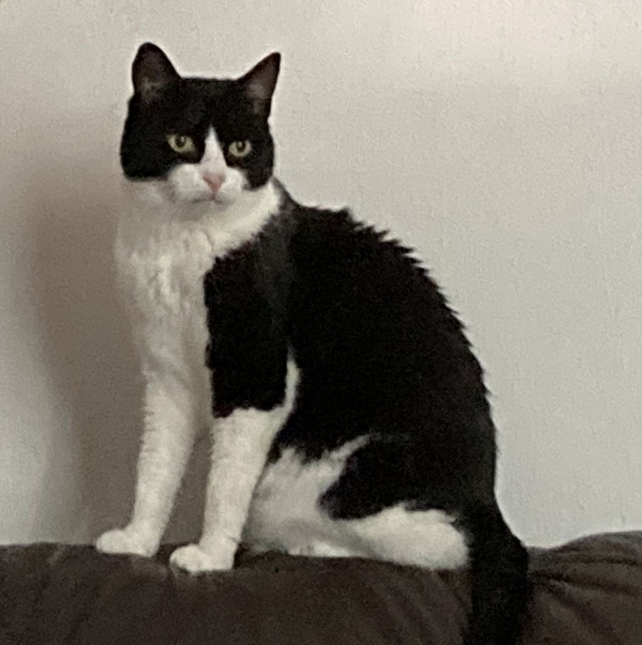 Eine schwarz-weiße Katze mit grünen Augen sitzt auf einem braunen Kissen vor einer weißen Wand.