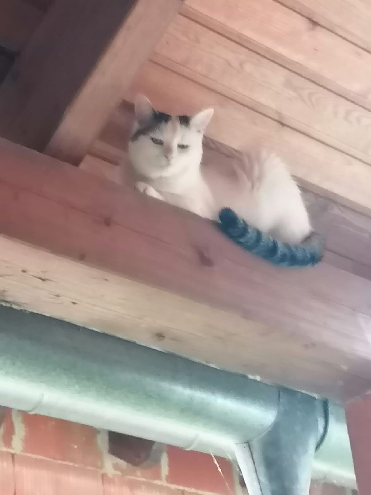 Eine weiße Katze mit schwarzen Flecken liegt auf einem Holzbalken. Sie hat einen blauen Gegenstand um den Schwanz gewickelt. Die Katze ist drinnen.