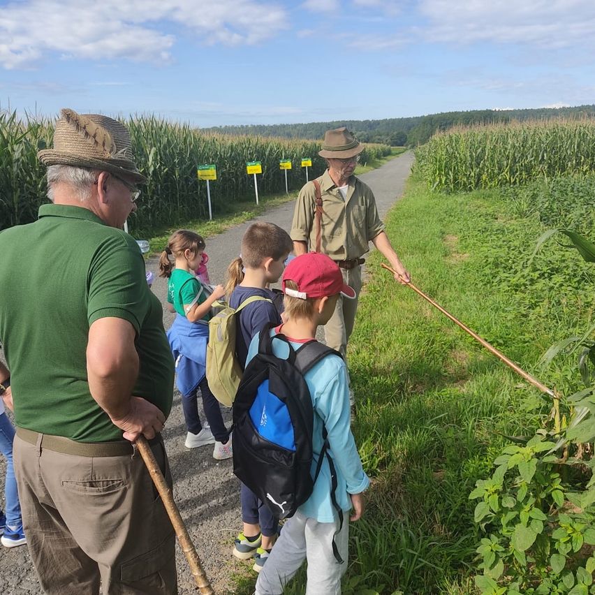 Ein Außenbereich mit mehreren Personen, zwei Erwachsenen und vier Kindern, die auf einem Pfad in einem Maisfeld gehen. Die Erwachsenen und Kinder tragen Hüte und haben Rucksäcke auf dem Rücken.