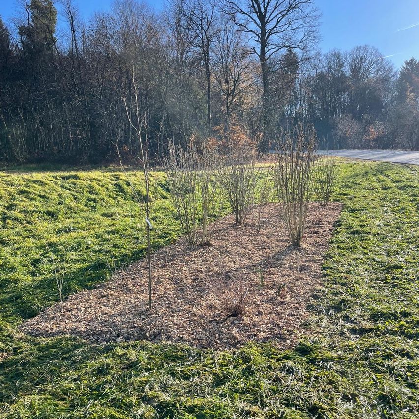 Eine Reihe junger Bäume ist in einem grün bewachsenen Feld mit einem abschüssigen Hügel gepflanzt. Einige der Bäume haben wenige kahle Zweige. Rechts neben dem Feld befindet sich eine Straße.