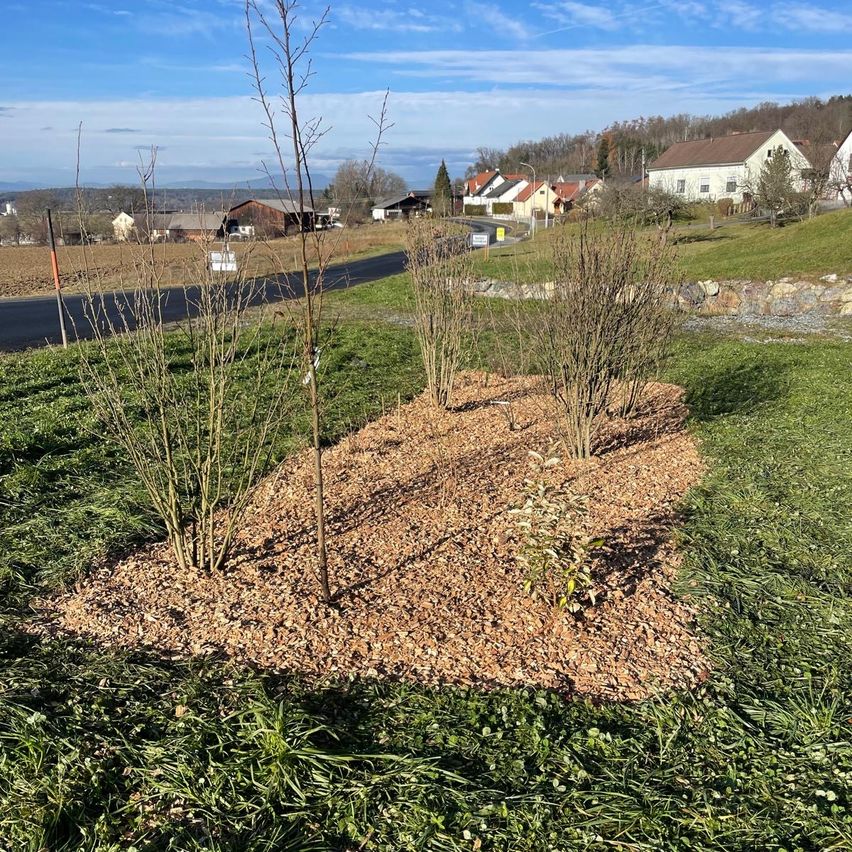 Ein paar junge Bäume sind auf einem Grasfeld mit Kies an der Seite gepflanzt. In der Ferne gibt es Häuser und eine Straße mit einem Schild. Der Himmel ist blau mit Wolken.