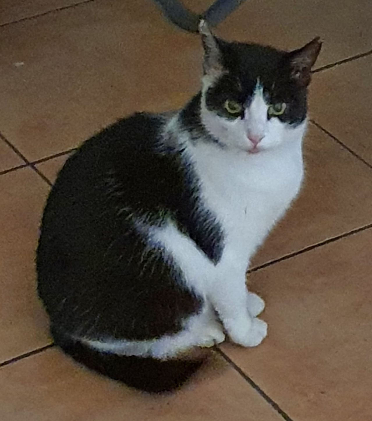Eine schwarz-weiße Katze mit grünen Augen sitzt auf einem gefliesten Boden. Das Fell der Katze ist glatt und sie hat einen weißen Fleck auf der Brust.