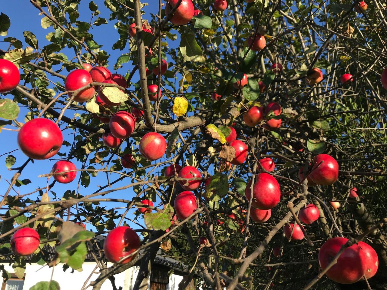 A close-up view of a tree with numerous red apples hanging from its branches, set against a backdrop of blue sky and a white building.