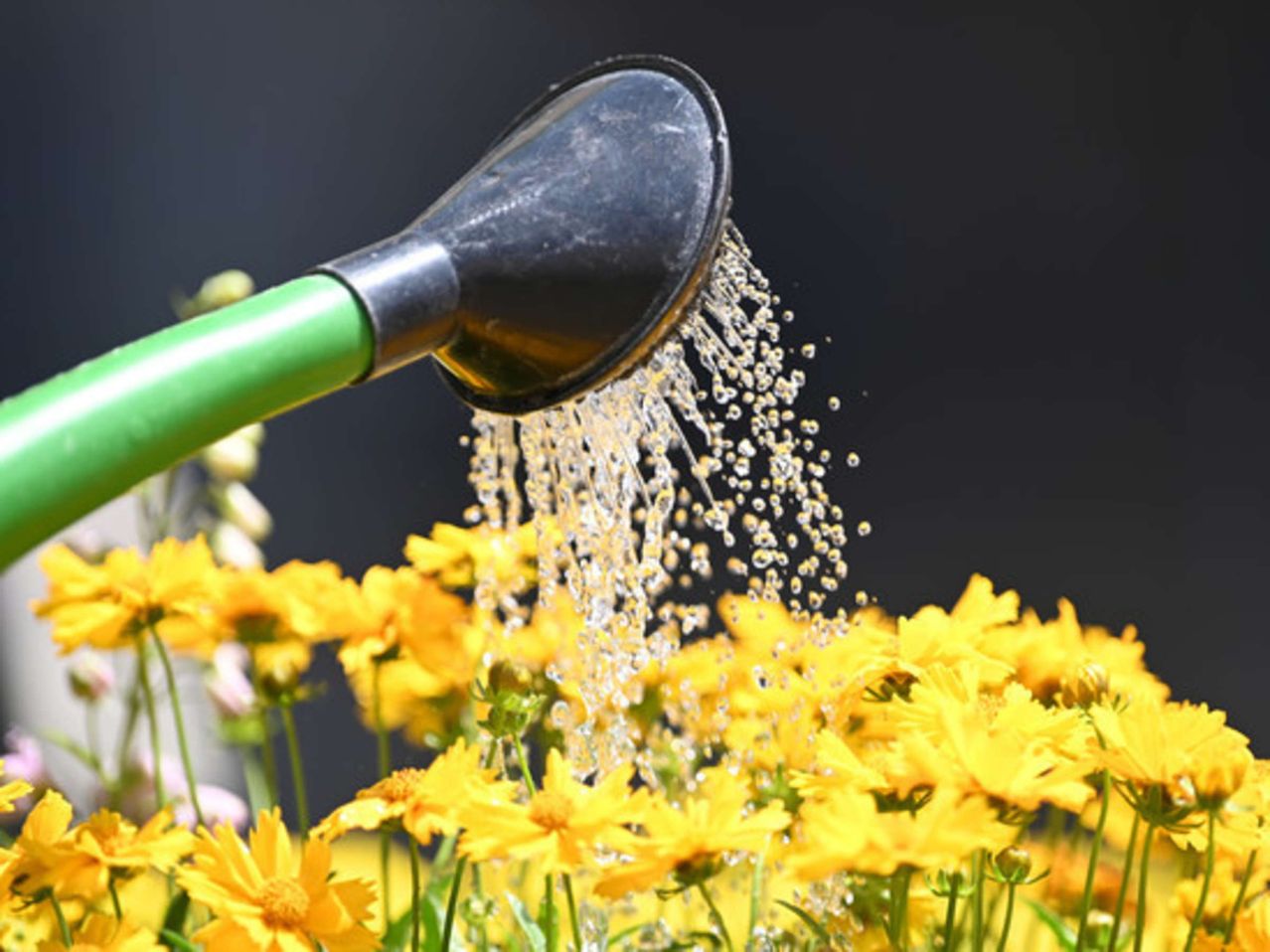 Eine Gießkanne gießt Wasser in ein Beet mit gelben Blumen. Das Wasser fließt in einem sanften Strom und funkelt im Sonnenlicht.