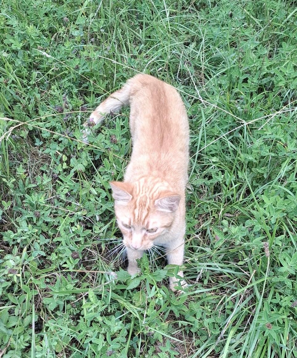 Eine orangefarbene Katze steht auf dem Gras und schaut nach links. Die Katze hat einen weißen Fleck auf der Brust.