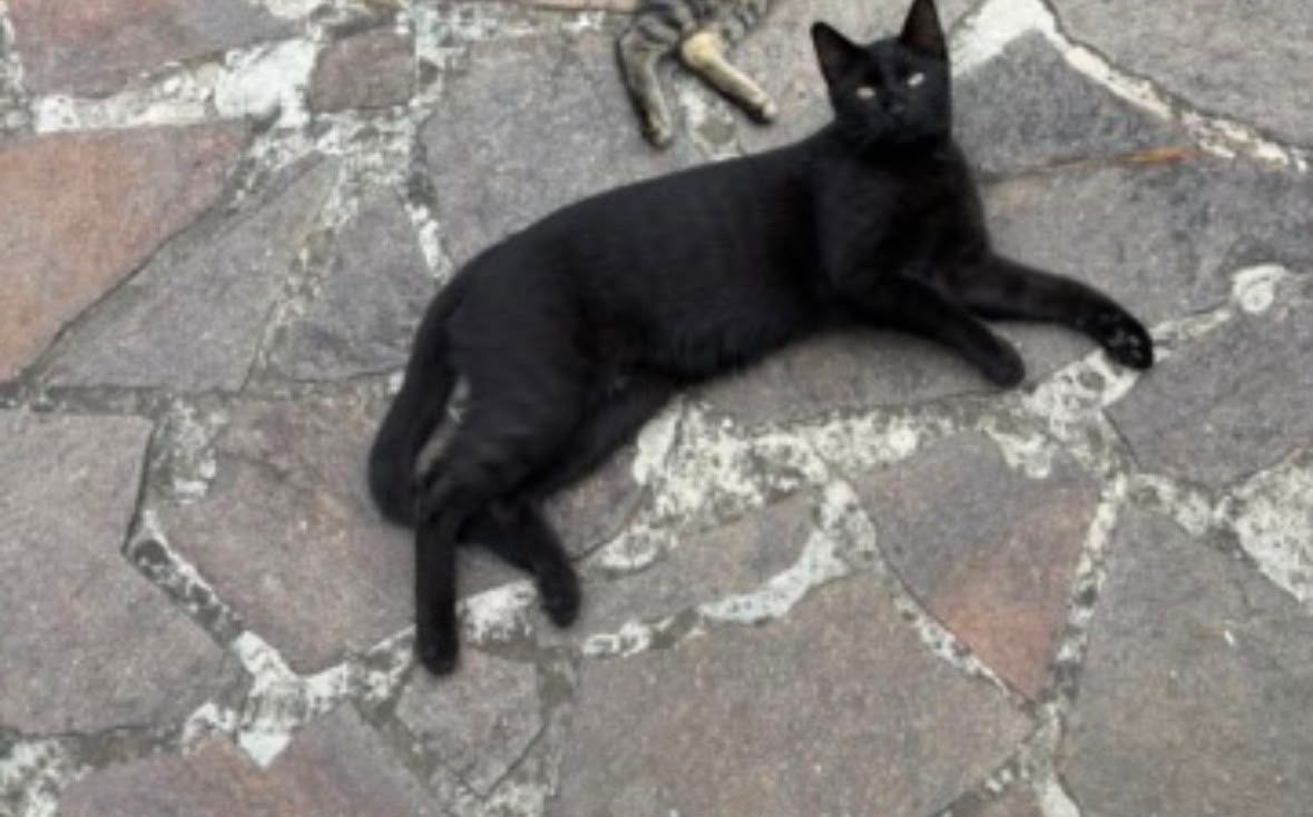 Eine schwarze Katze liegt auf einer Kopfsteinpflasterfläche und sieht wachsam aus. Ein Knochen ist dahinter.