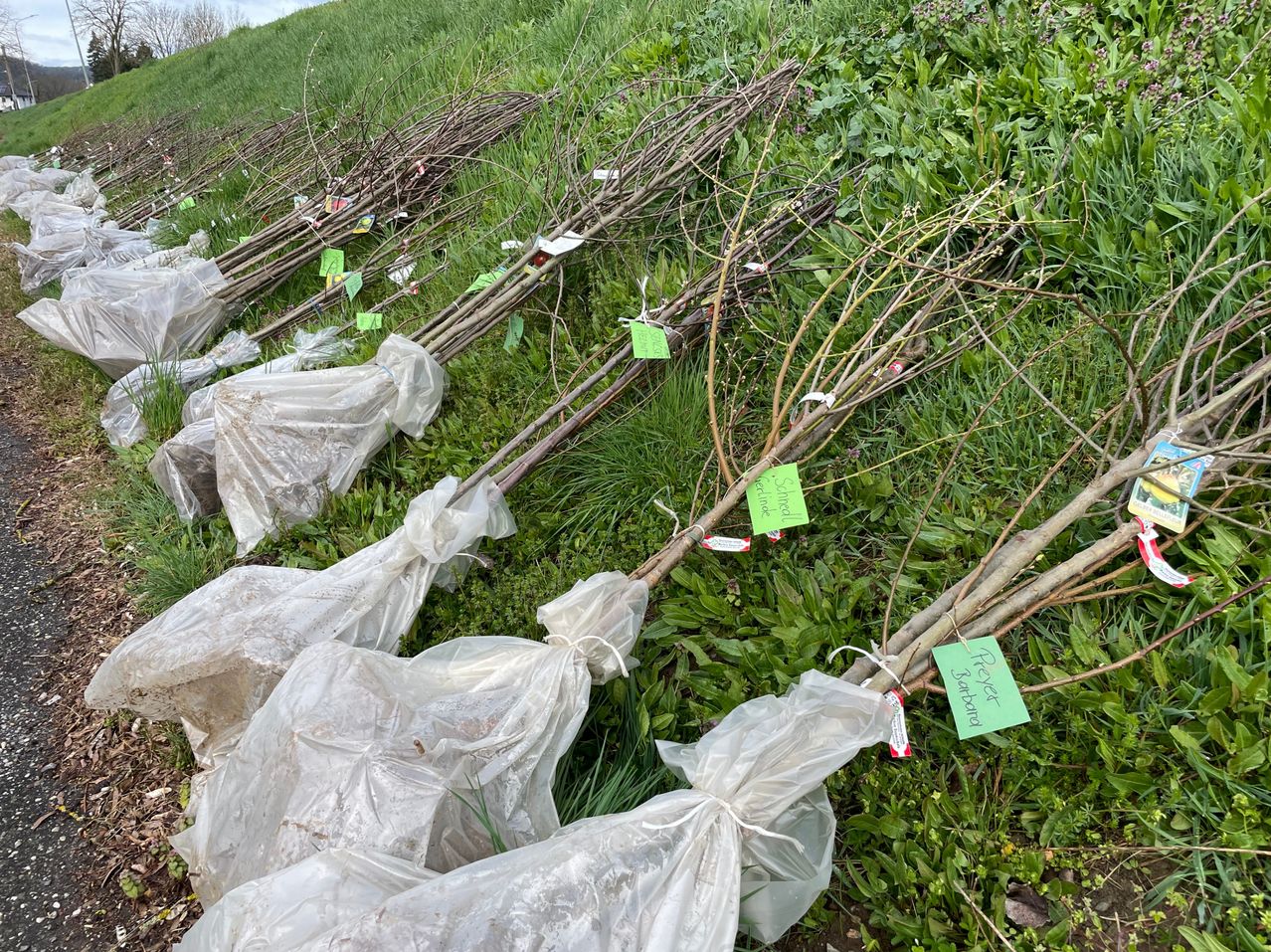 Mehrere junge Baumzweige sind in Plastik eingewickelt und beschriftet und liegen auf dem Boden in einem Feld.