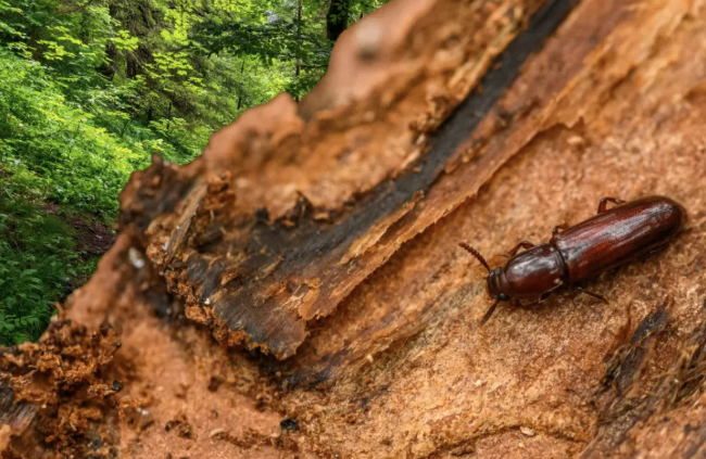 Ein brauner Käfer sitzt auf einem Stück Rinde in einem Wald. Die Rinde ist strukturiert und braun mit einigen schwarzen Flecken. Der Käfer hat einen glänzenden, länglichen Körper.