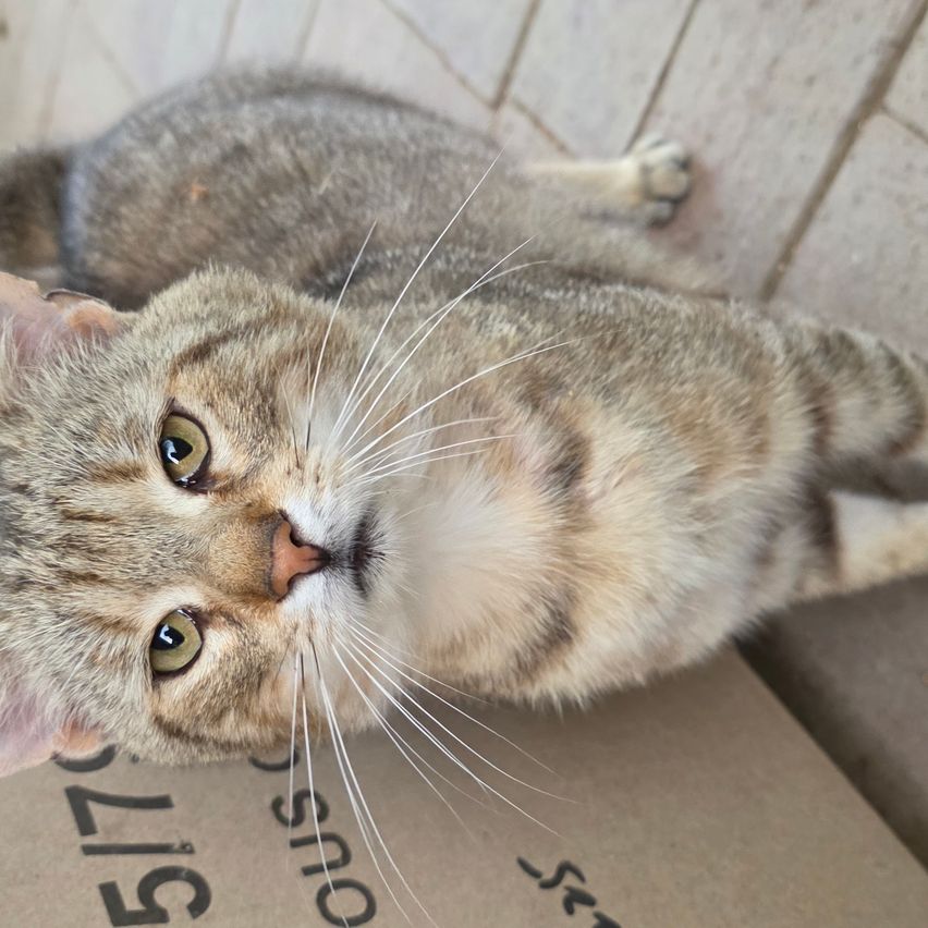 Eine getigerte Katze liegt auf einem Karton und blickt mit geneigtem Kopf nach oben. Die Katze hat weiße Whisker und grüne Augen.