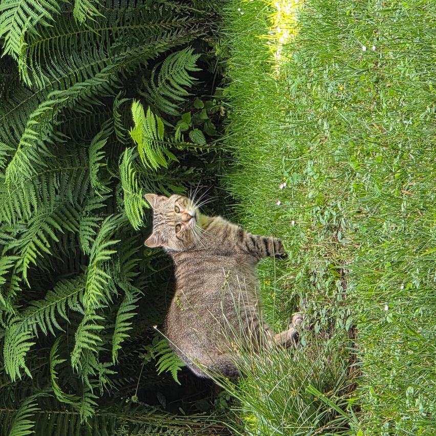 Eine Vogelperspektive eines auf der Grasfläche liegenden Katers, der mit erhobenen Beinen in die Kamera schaut.